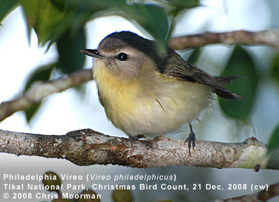 Philadelphia Vireo by Chris Moorman