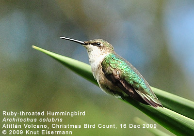 Ruby-throated Hummingbird