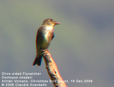 Olive-sided Flycatcher
