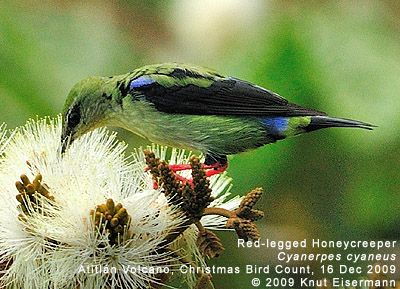Red-legged Honeycreeper