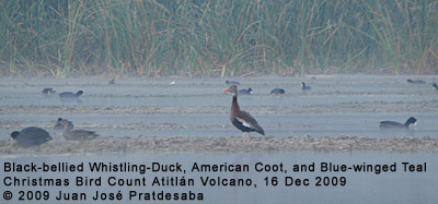 Black-bellied Whistling-Duck