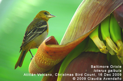 Baltimore Oriole