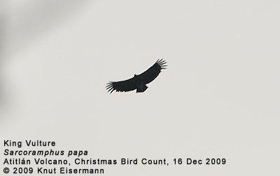 young King Vulture