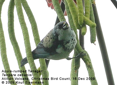 Azure-rumped Tanager