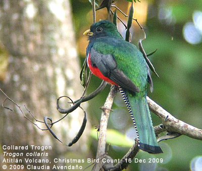 Collared Trogon