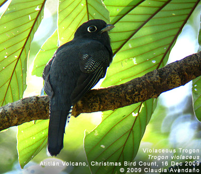 Violaceos Trogon