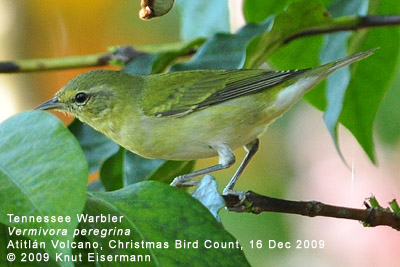 Tennessee Warbler