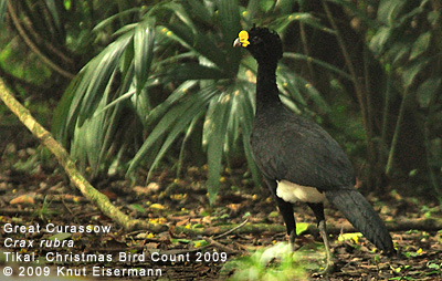 Great Curassow