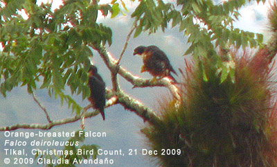 Orange-breasted Falcon