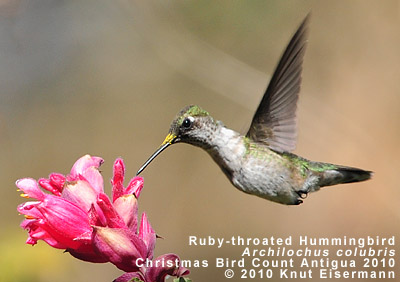 Ruby-throated Hummingbird