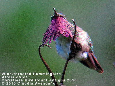 Wine-throated Hummingbird