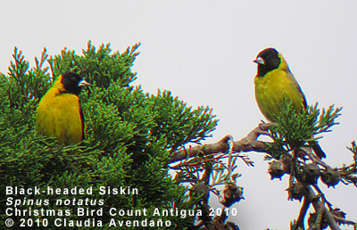 Black-headed Siskin