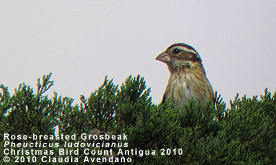 Rose-breasted Grosbeak
