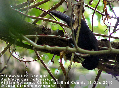 Yellow-billed Cacique
