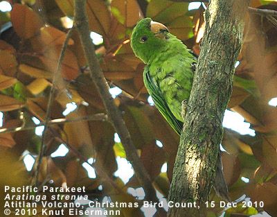 Pacific Parakeet