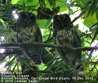 Mottled Owl