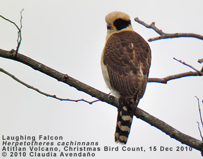 Laughing Falcon