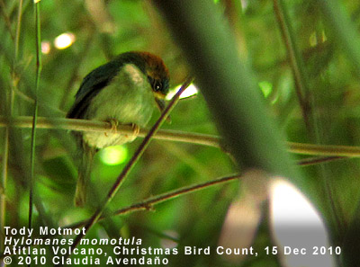 Tody Motmot