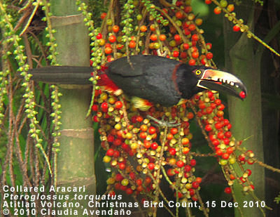 Collared Aracari