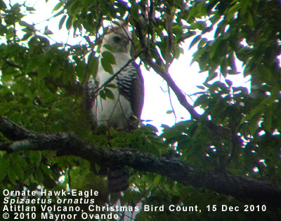 Ornate Hawk-Eagle