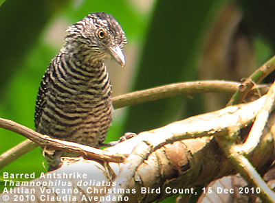 Barred Antshrike