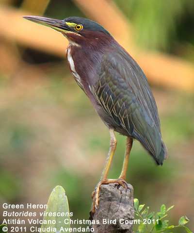 Green Heron