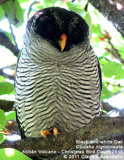 Black-and-white Owl