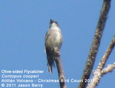Olive-sided Flycatcher