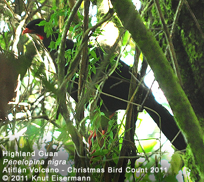 Highland Guan