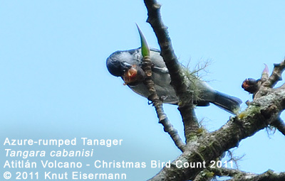 Azure-rumped Tanager