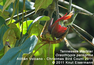 Tennessee Warbler