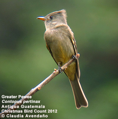Greater Pewee