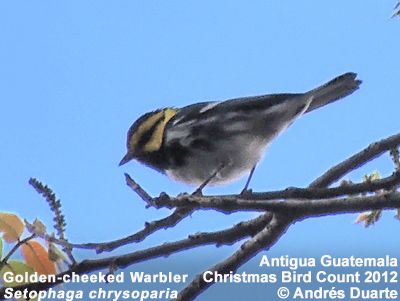 Golden-cheeked Warbler