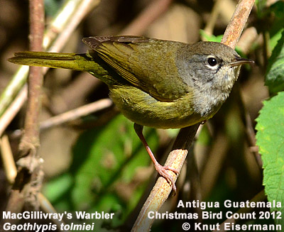 MacGillivray's Warbler
