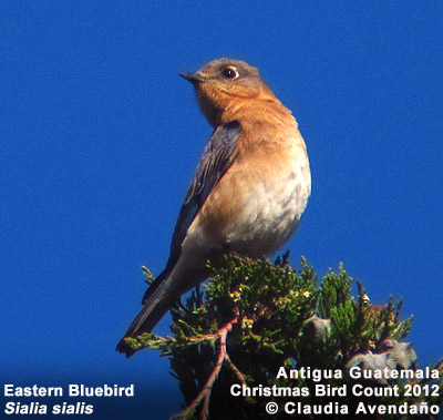 Eastern Bluebird