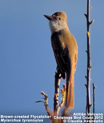 Brown-crested Flycatcher