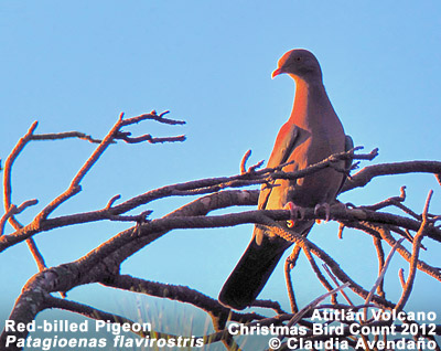 Red-billed Pigeon