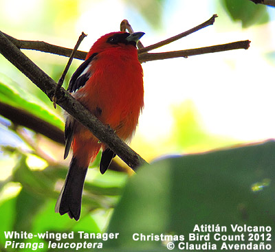 White-winged Tanager