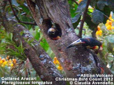 Collared Aracari