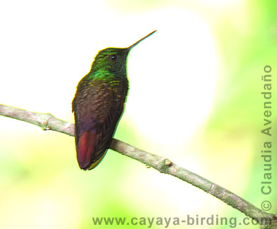 Berylline Hummingbird