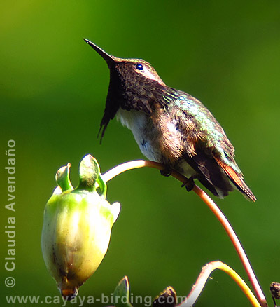 Wine-throated Hummingbird