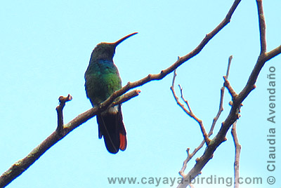 Green-breasted Mango