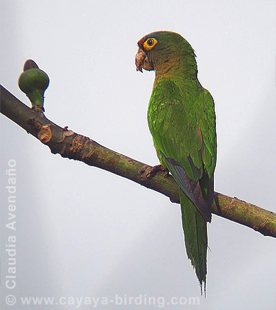Orange-fronted Parakeet