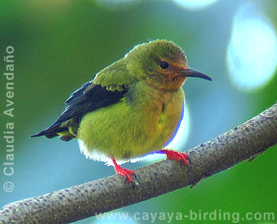 Red-legged Honeycreeper