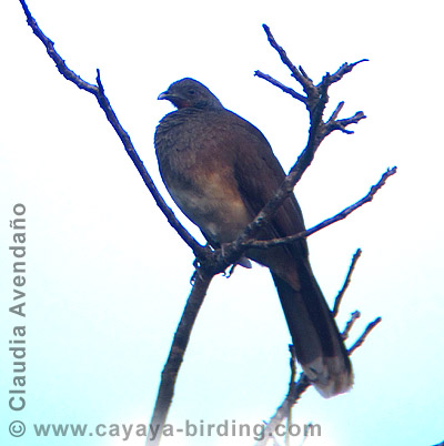 White-bellied Chachalaca