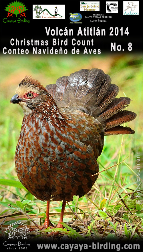 Guatemalawachtel