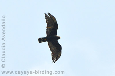 Zone-tailed Hawk