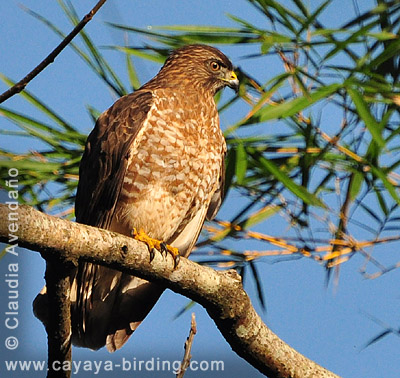 Broad-winged Hawk