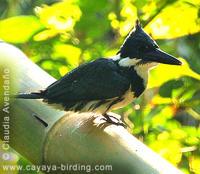 Amazon Kingfisher