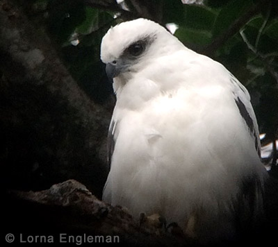 White Hawk